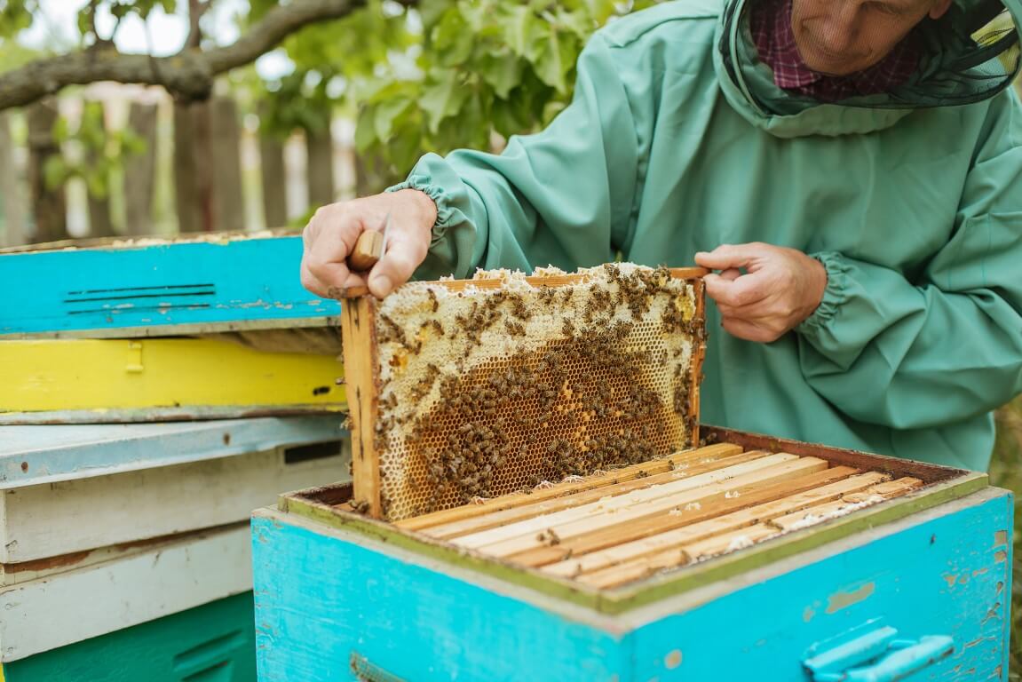 דבש: מהכוורת – אל הצנצנת