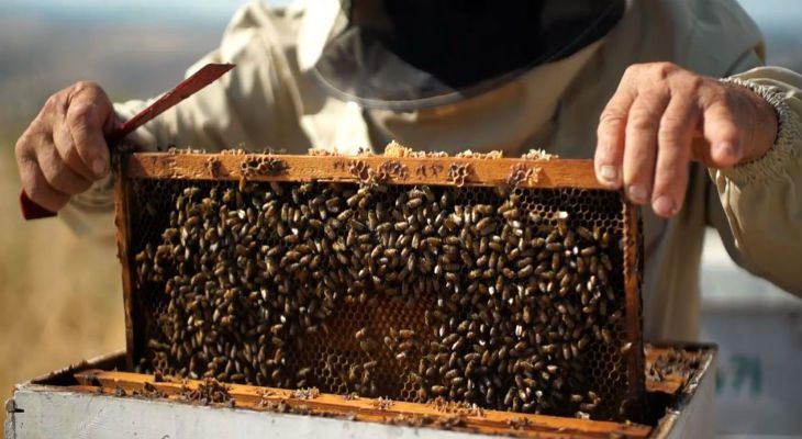 בעקבות הדבוראים של יד מרדכי