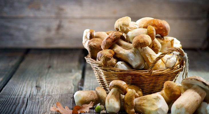 מדריך הפטריות השלם