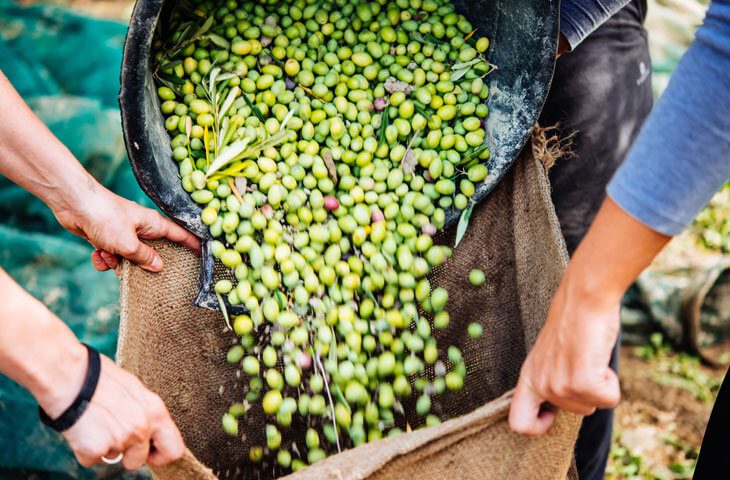 זמן מסיק: מהמטע אל הבקבוק