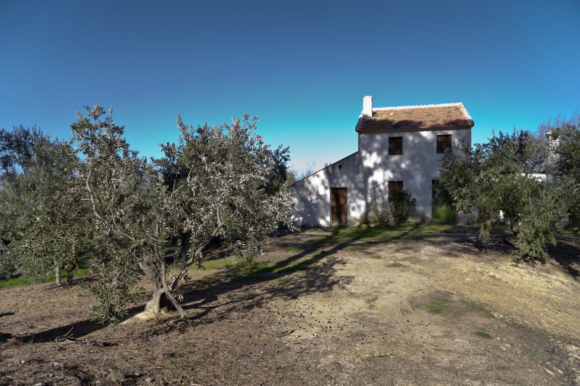 בעקבות שמן הזית הספרדי